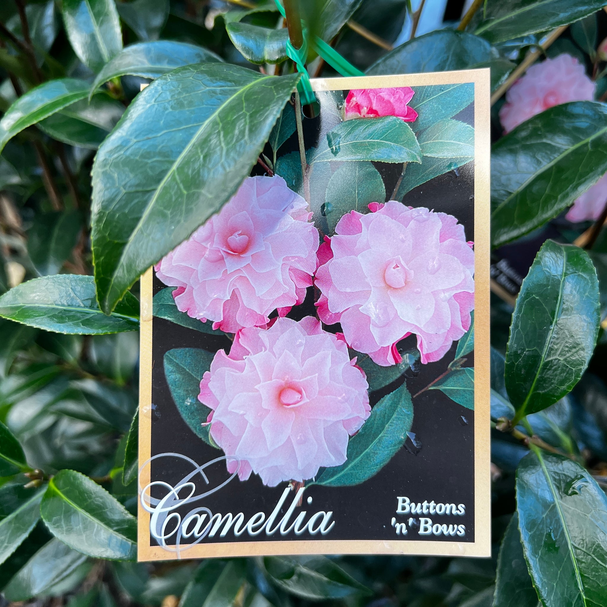 Camellia Japonica Buttons And Bows - 20cm Pot