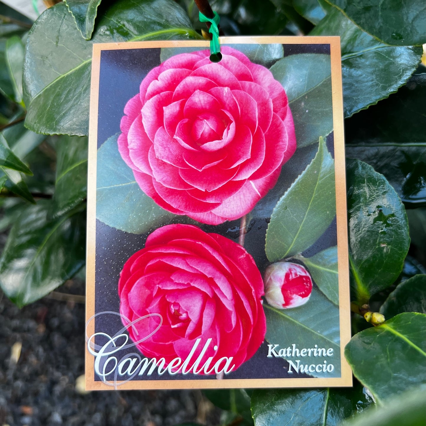 Camellia Japonica Katherine Nuccio - 20cm Pot