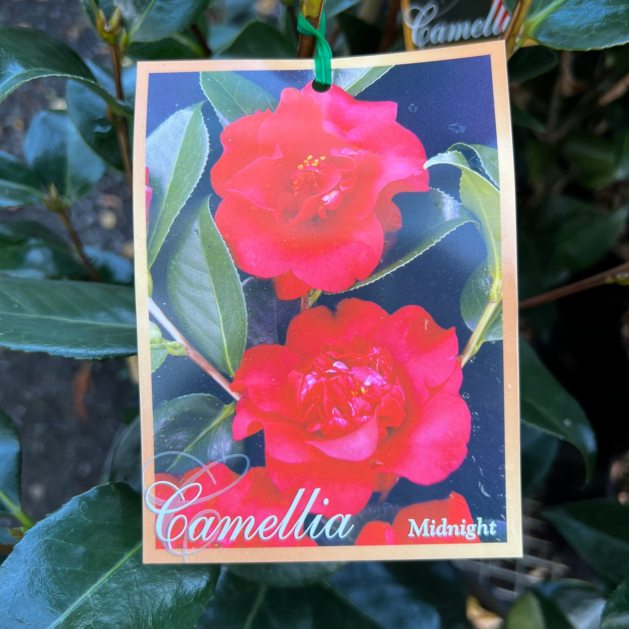 Camellia Japonica Midnight - 20cm Pot