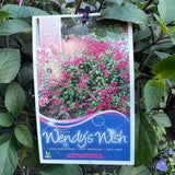 Salvia Wendys Wish - 14cm Pot