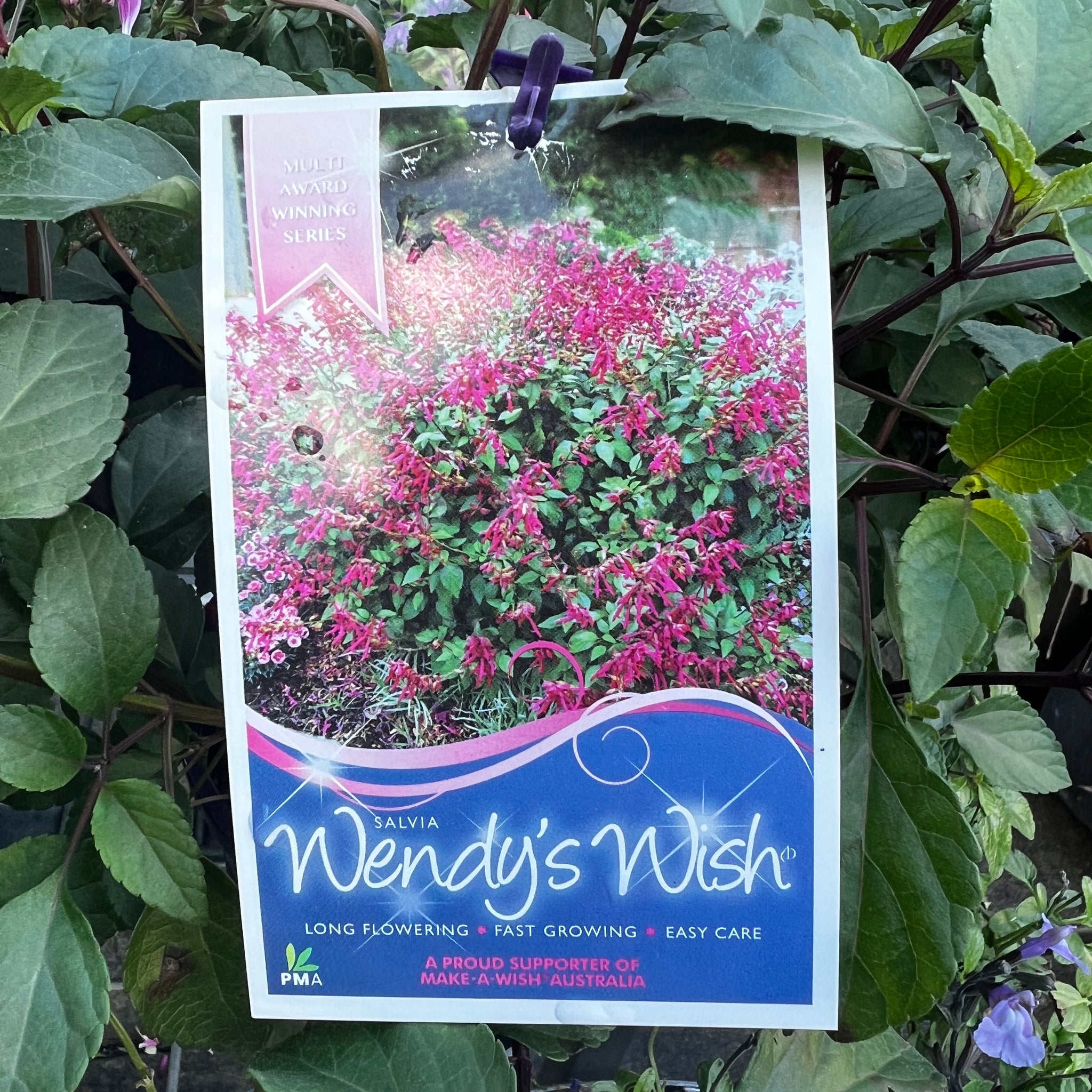 Salvia Wendys Wish - 14cm Pot