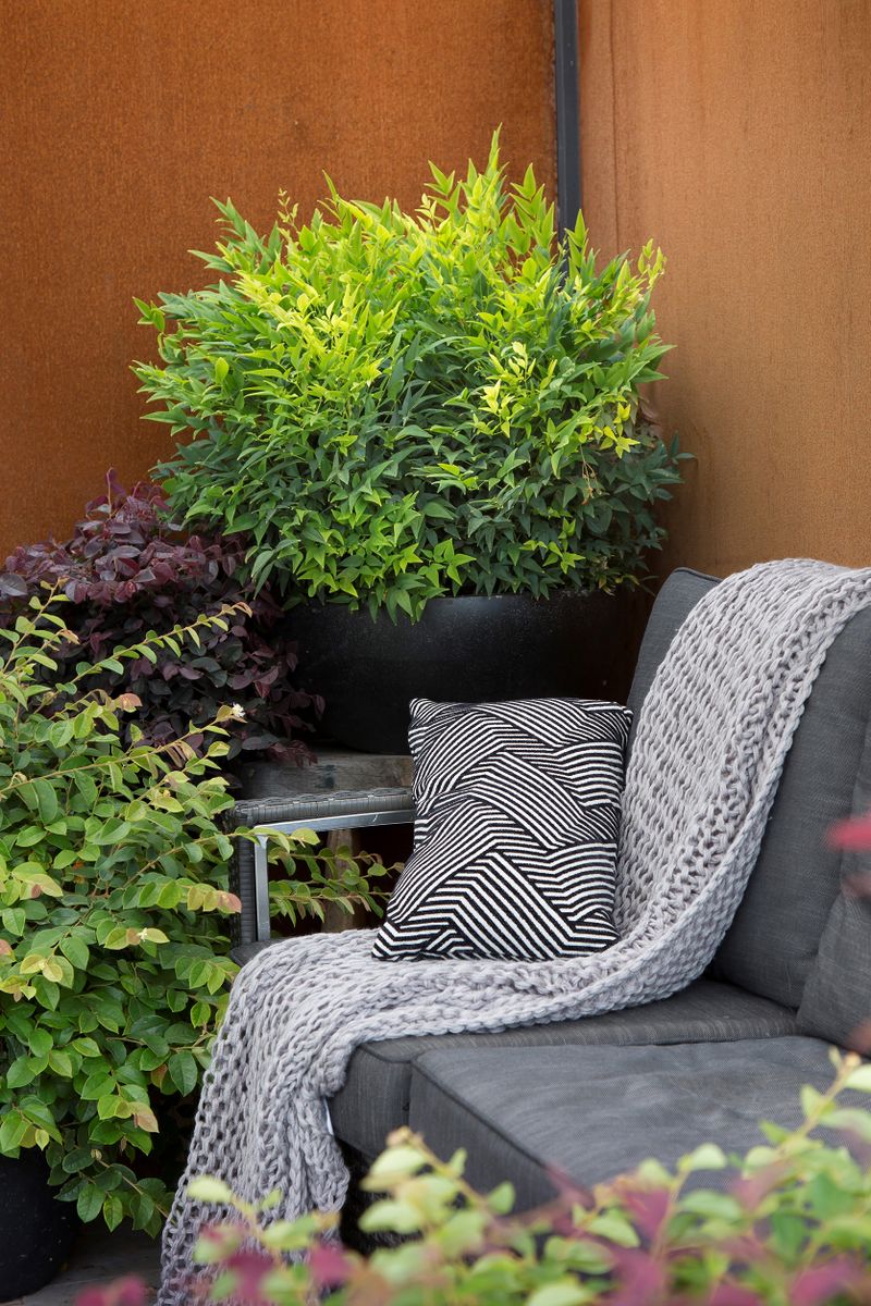 Nandina Magical Lemon Lime - 14cm Pot