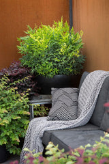 Nandina Magical Lemon Lime - 14cm Pot