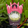 Protea King White - 14cm Pot