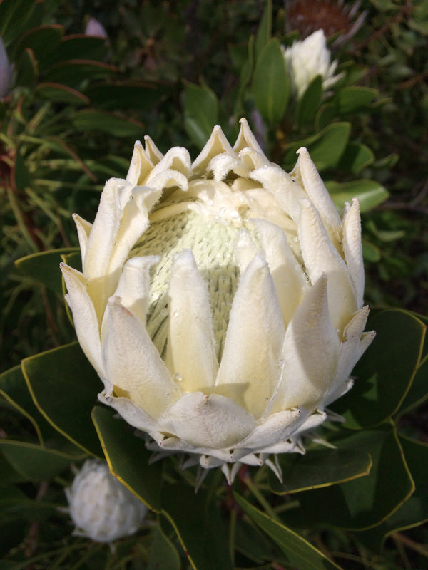 Protea King White - 14cm Pot