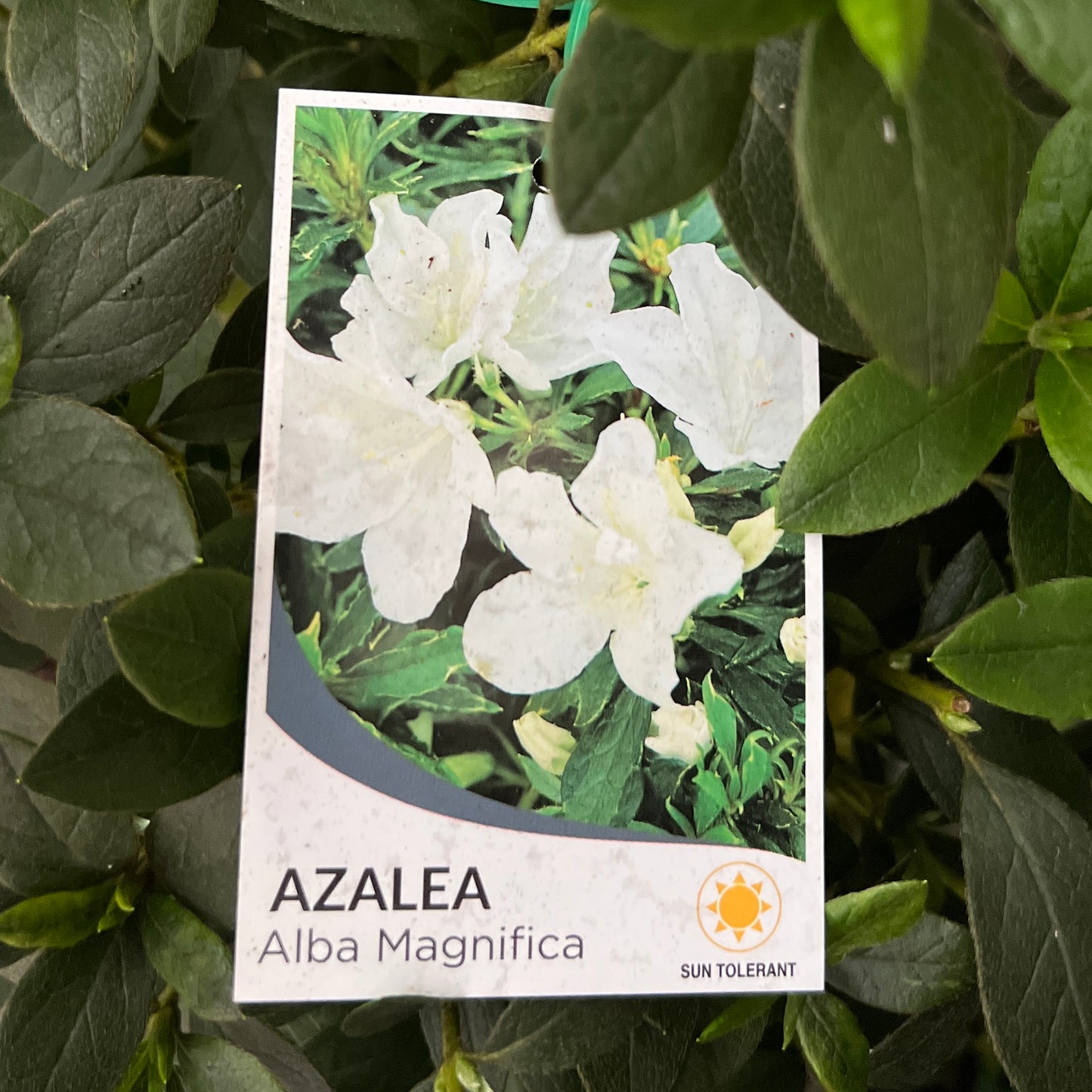 Azalea Alba Magnifica Standard - 20cm Pot