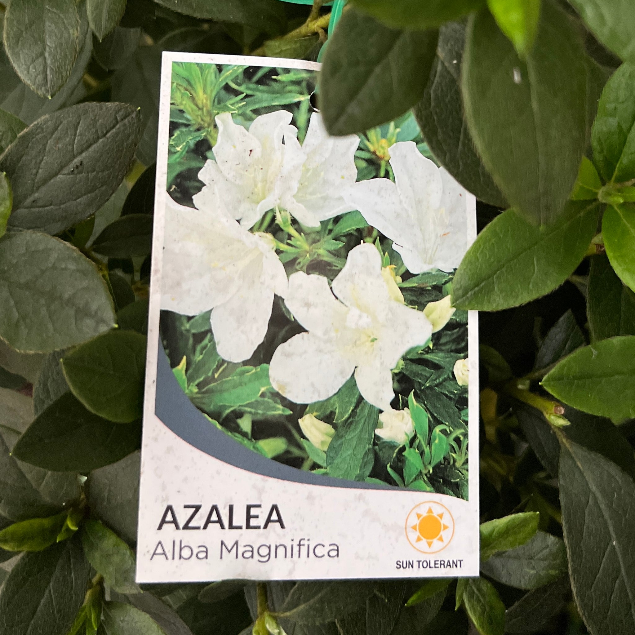 Azalea Alba Magnifica Standard - 20cm Pot
