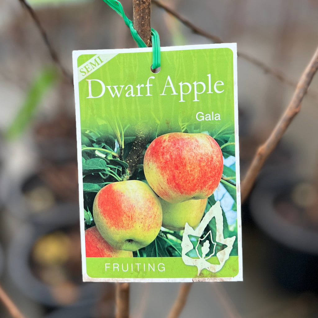 Apple Semi Dwarf Gala