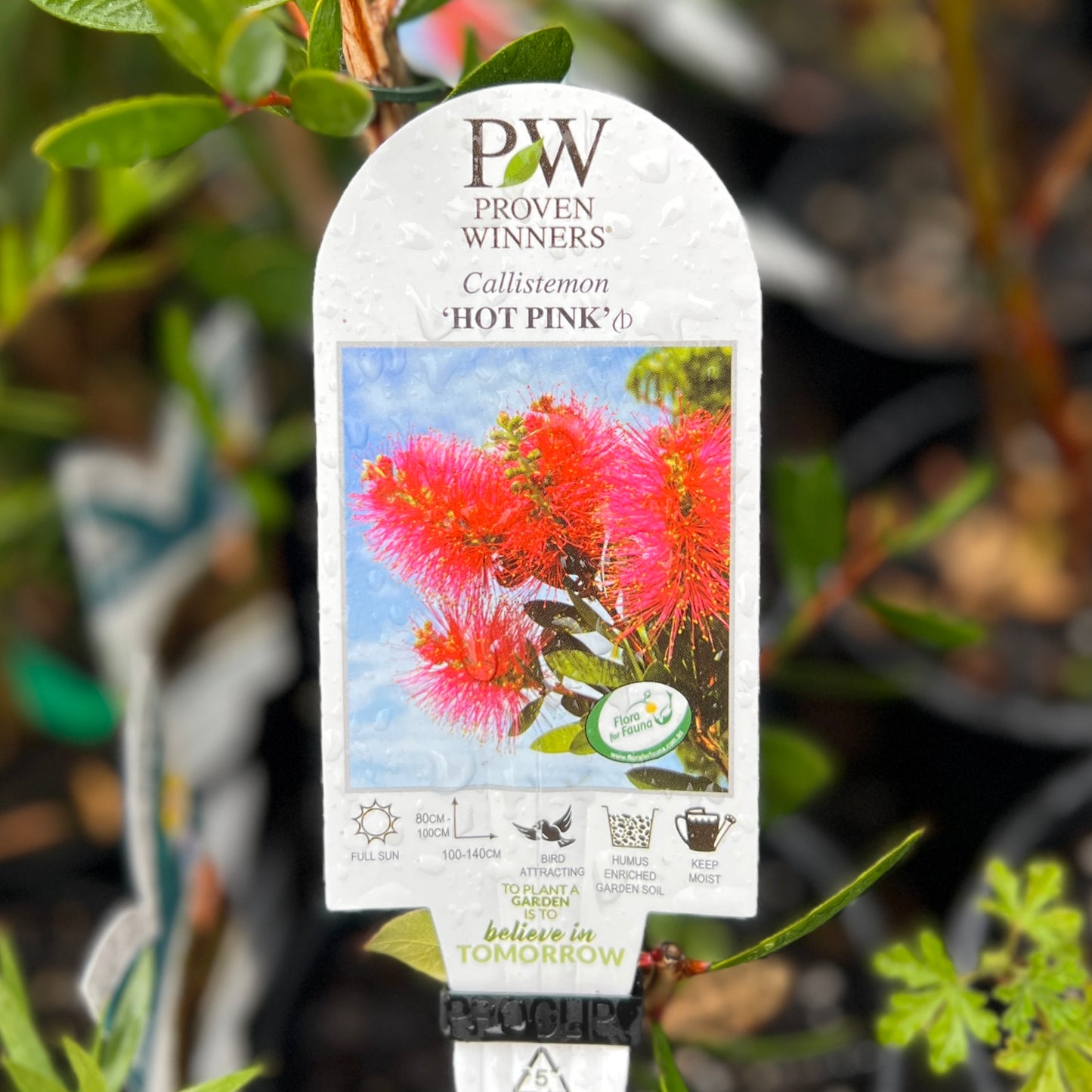Callistemon Hot Pink - 14cm Pot