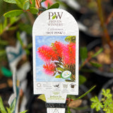 Callistemon Hot Pink - 14cm Pot
