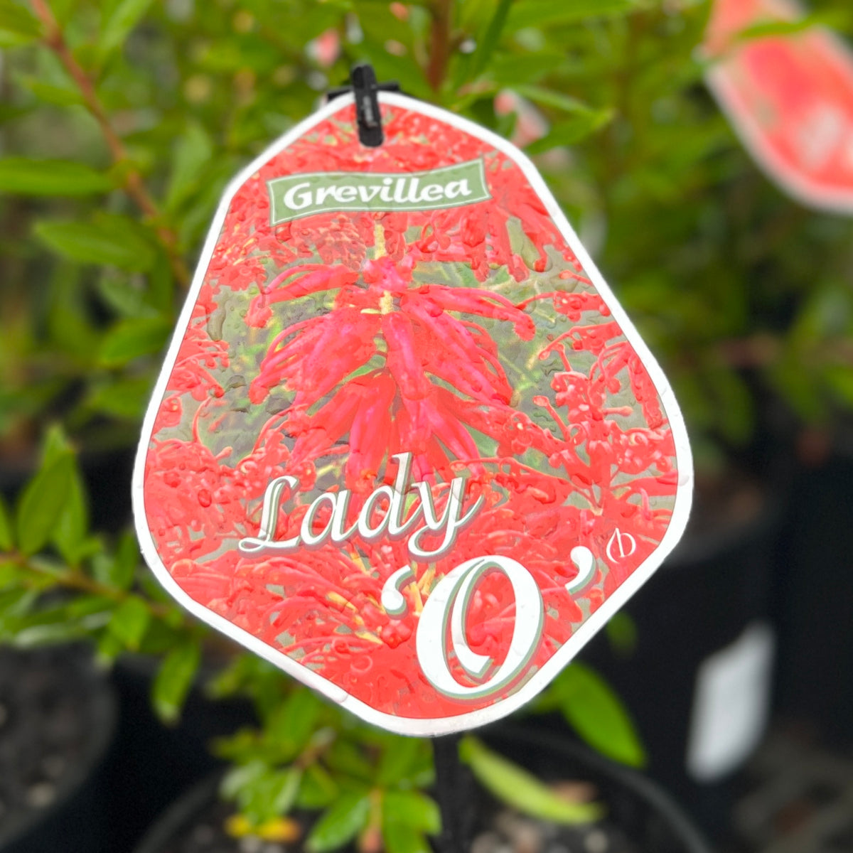 Grevillea Lady O - 14cm Pot