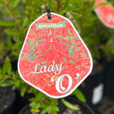 Grevillea Lady O - 14cm Pot
