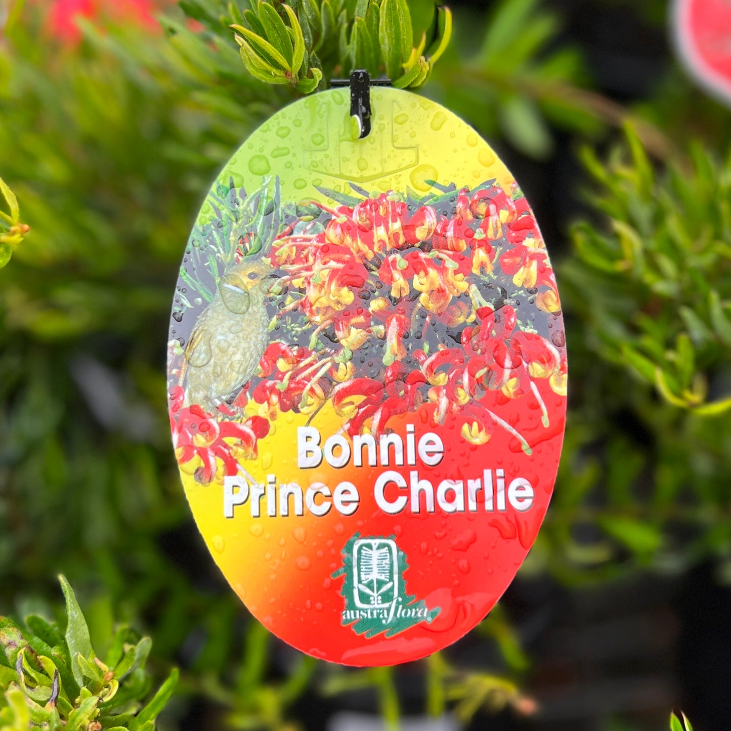 Grevillea Bonnie Prince Charlie - 14cm Pot