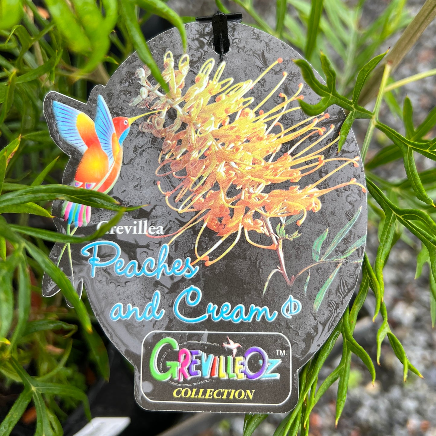Grevillea Peaches & Cream - 20cm Pot