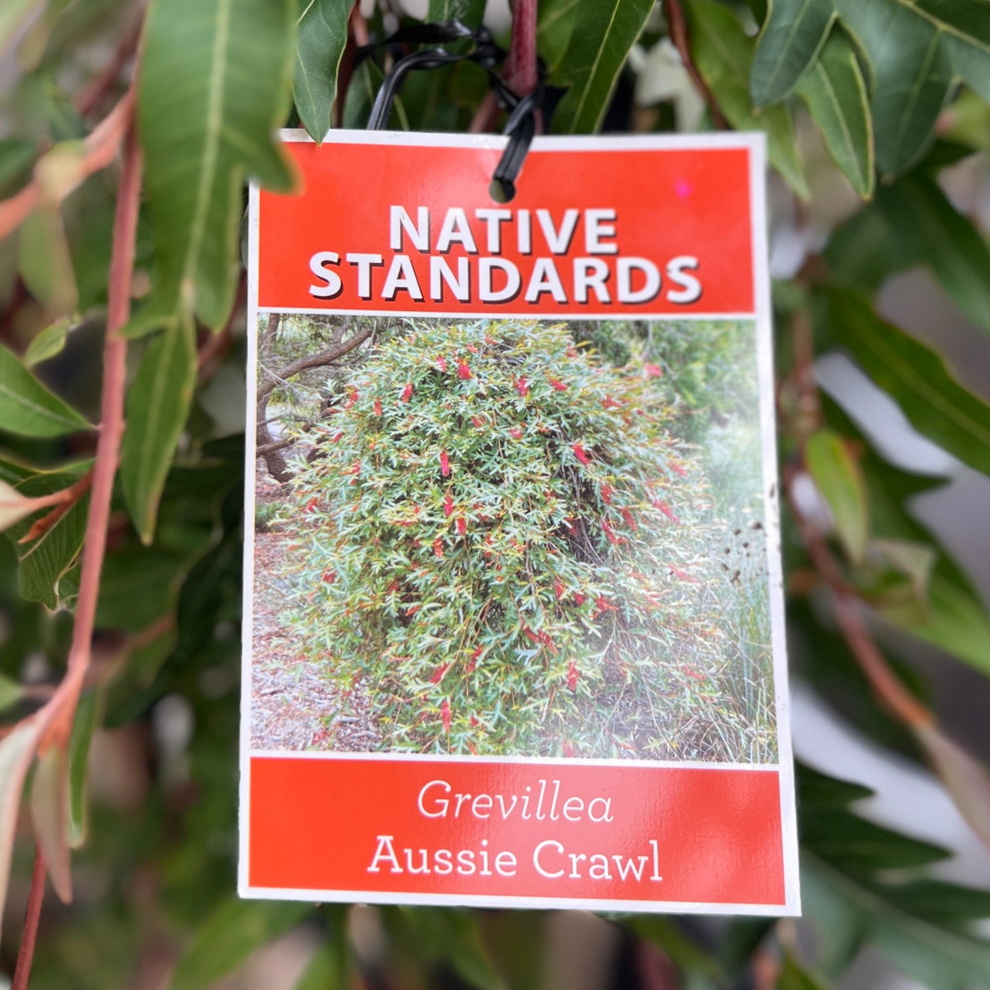 Grevillea Gaudi Chaudi Aussie Crawl 1.2m Standard - 30cm Pot