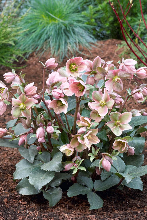 Hellebore Frostkiss Angel Glow - 18cm Pot