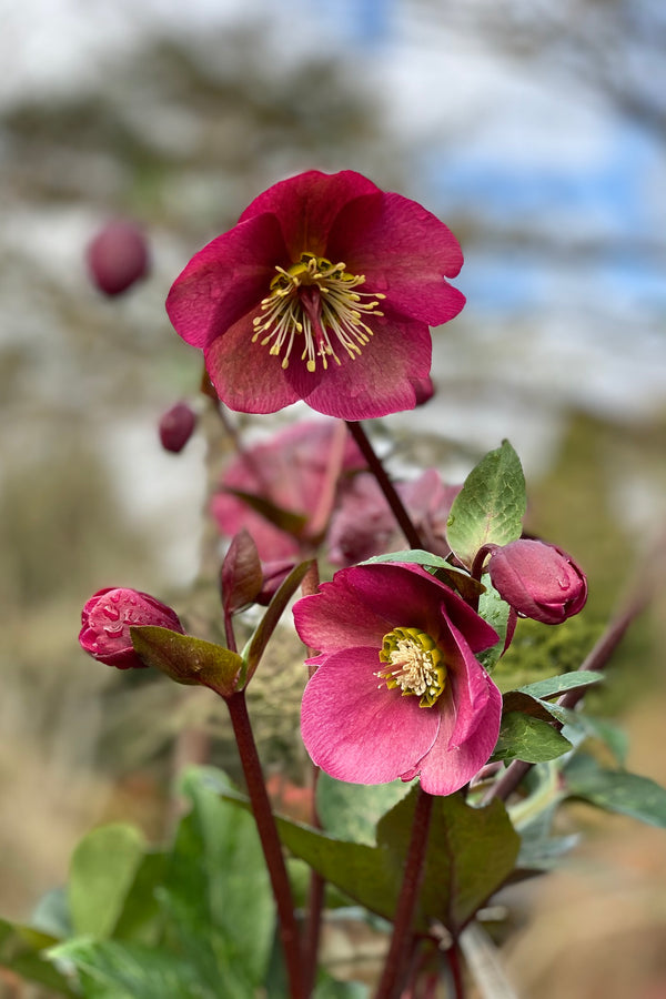 Hellebore Frostkiss Anna's Red - 18cm Pot