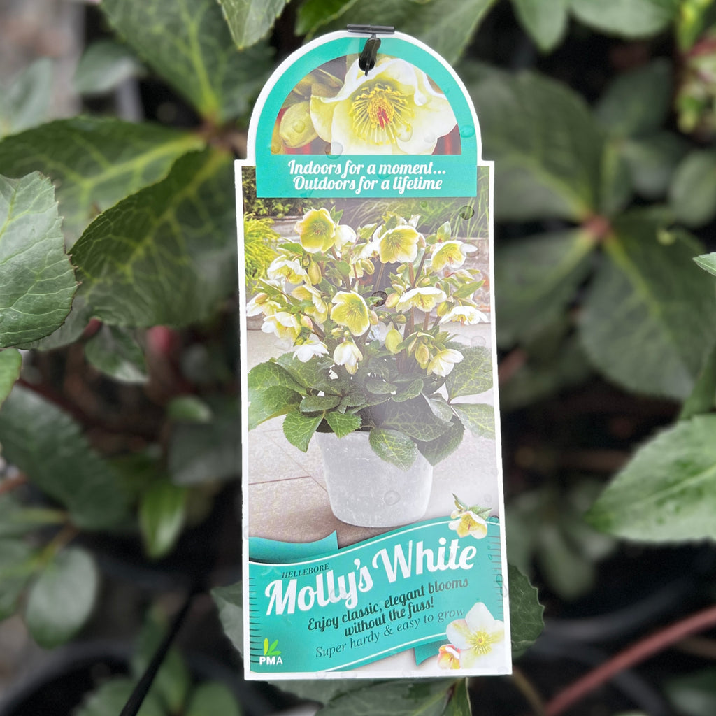 Hellebore Frostkiss Molly's White - 18cm Pot