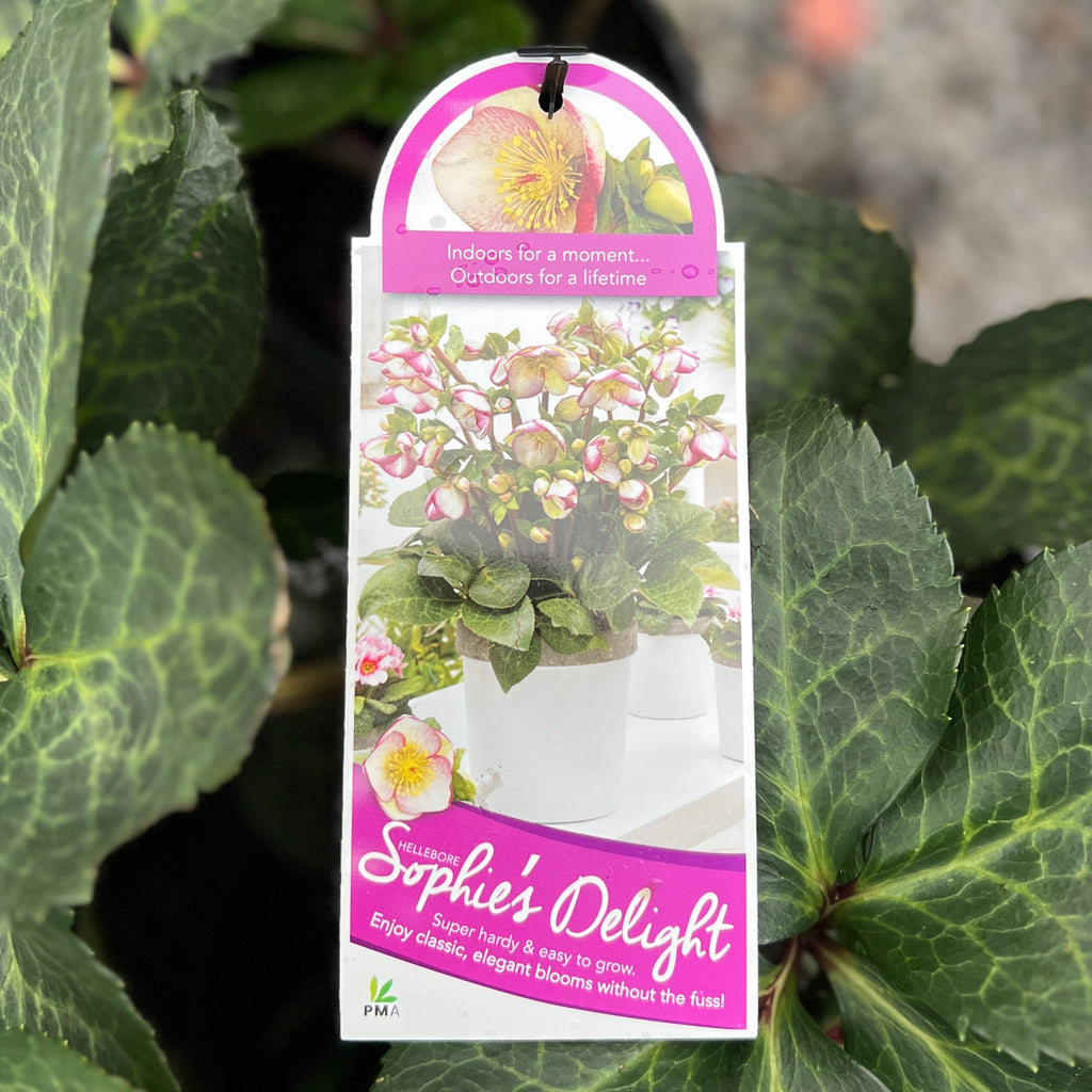 Hellebore Frostkiss Sophie's Delight - 18cm Pot