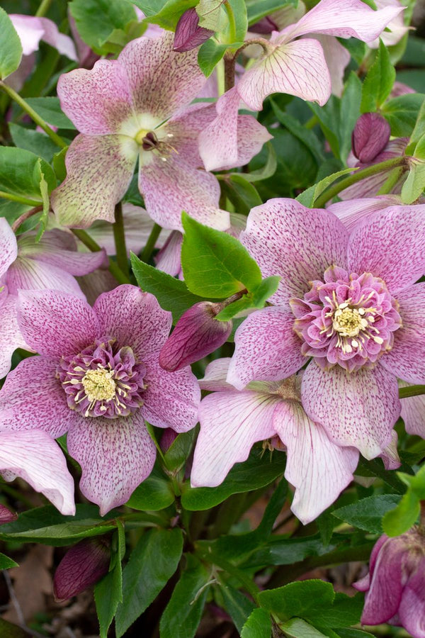 Hellebore Frostkiss Tutu - 18cm Pot