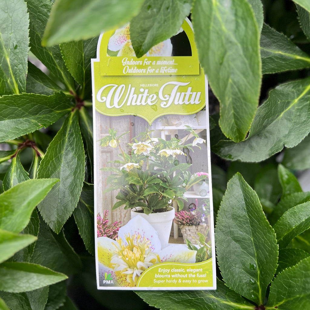 Hellebore Frostkiss Tutu White - 18cm Pot