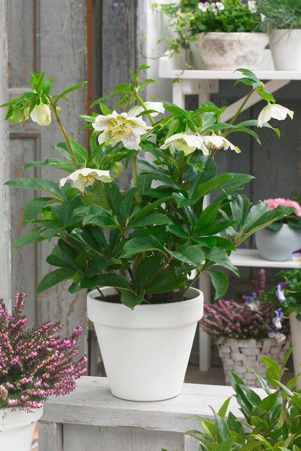 Hellebore Frostkiss Tutu White - 18cm Pot