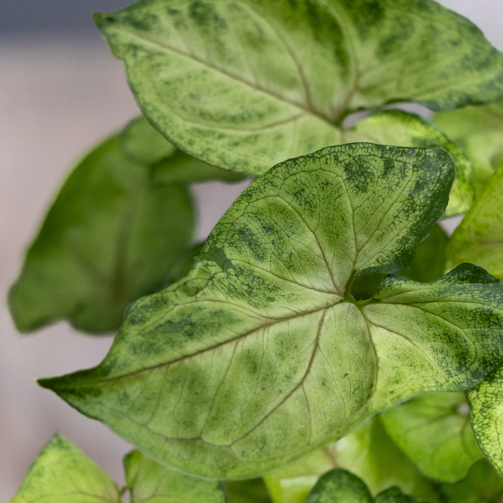 Syngonium Sunshine Speckles - 13cm Pot