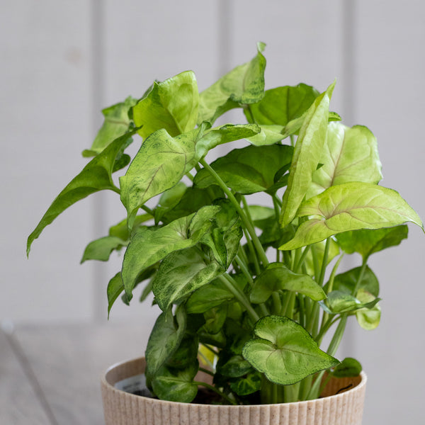 Syngonium Sunshine Speckles - 13cm Pot