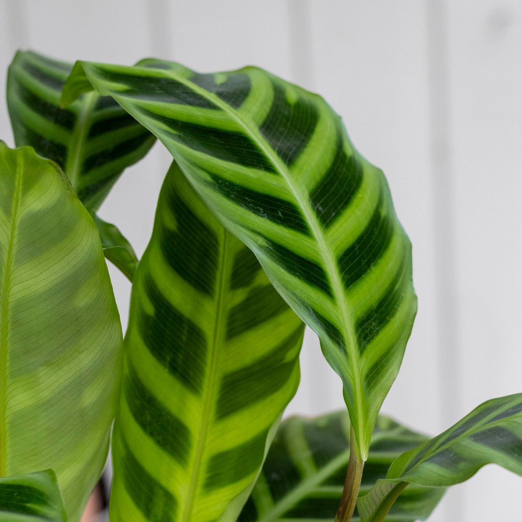 Calathea Zebrina Zebra - 17cm Pot