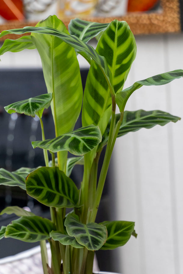 Calathea Zebrina Zebra - 17cm Pot