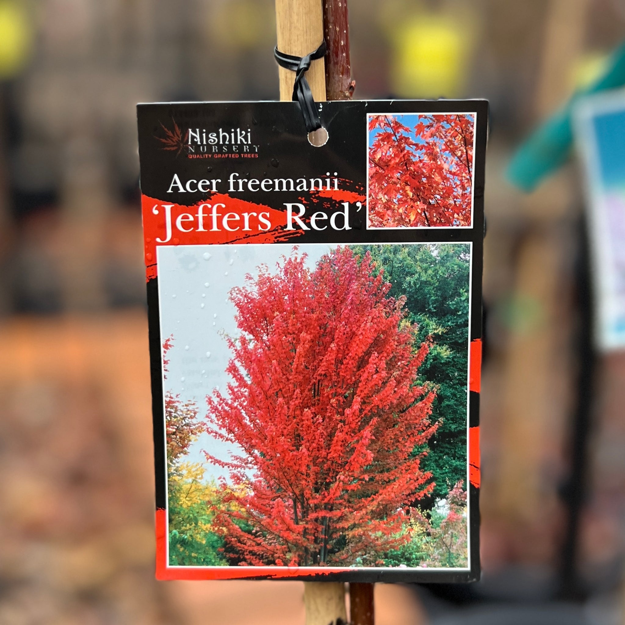 Acer Freemanii Jeffersred/Autumn Blaze - 33cm Pot