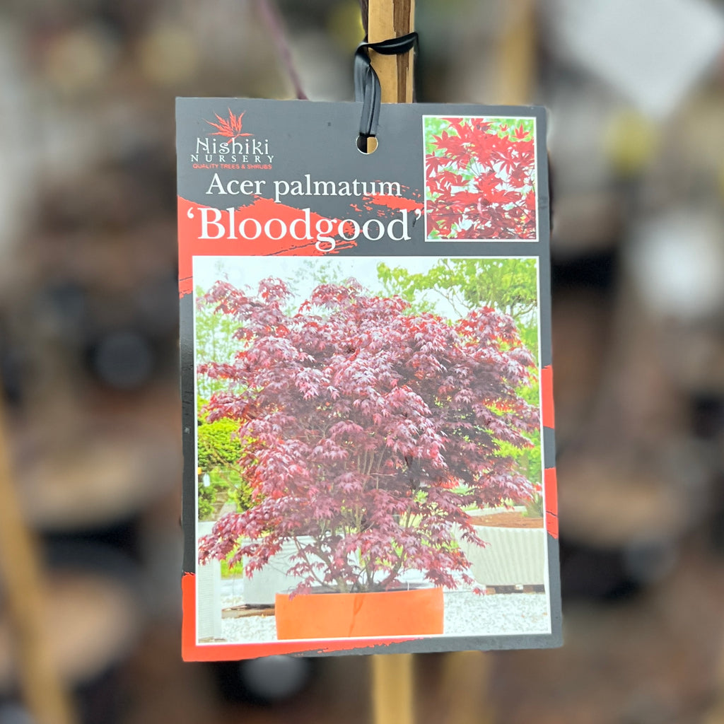 Acer Bloodgood  - 33cm Pot