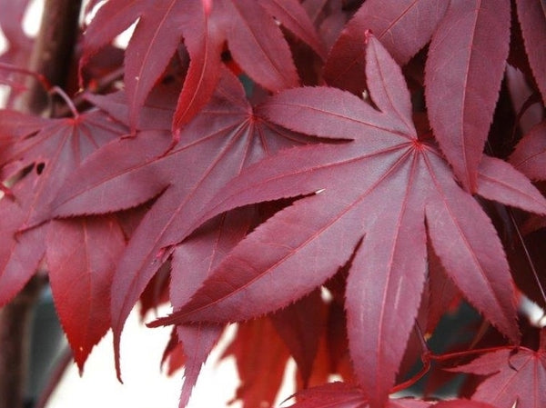 Acer Bloodgood  - 33cm Pot