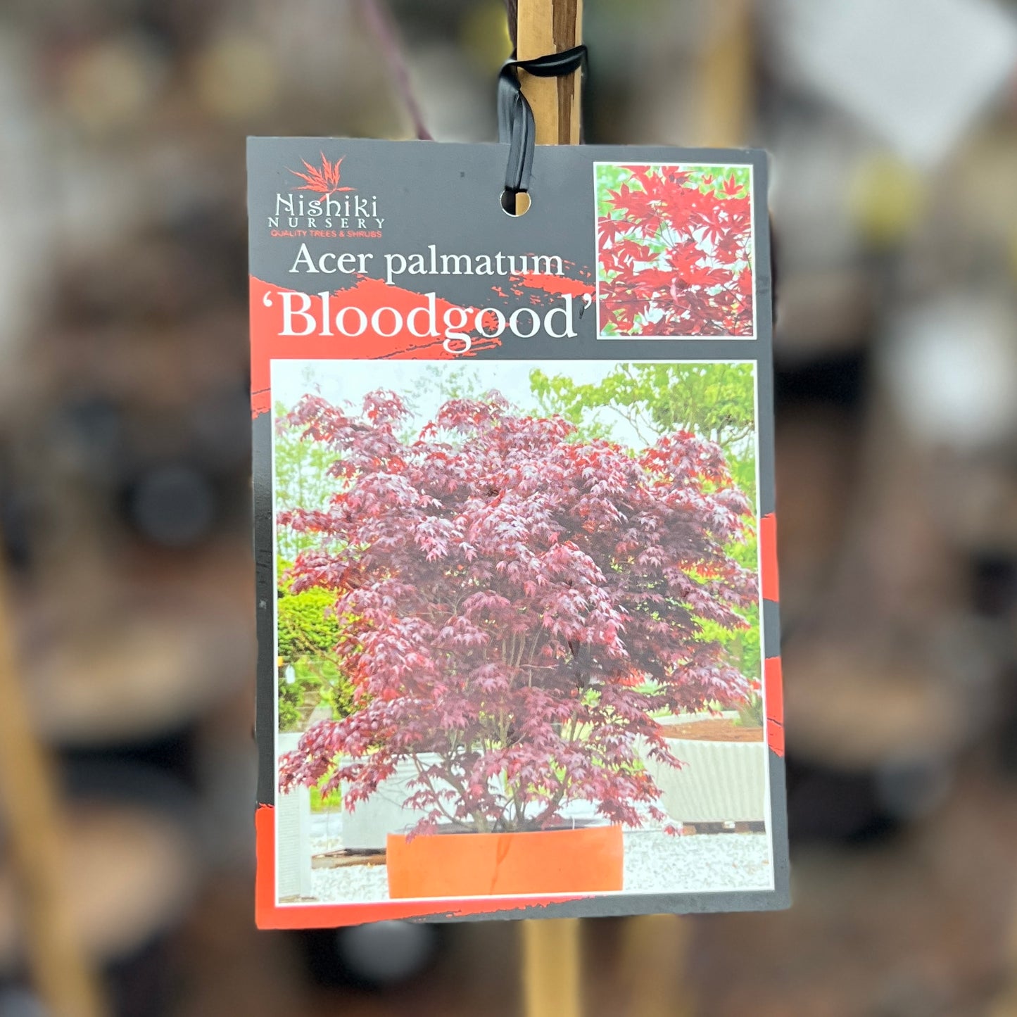Acer Bloodgood - 40cm Pot