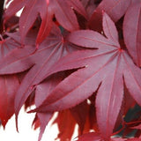 Acer Bloodgood - 40cm Pot