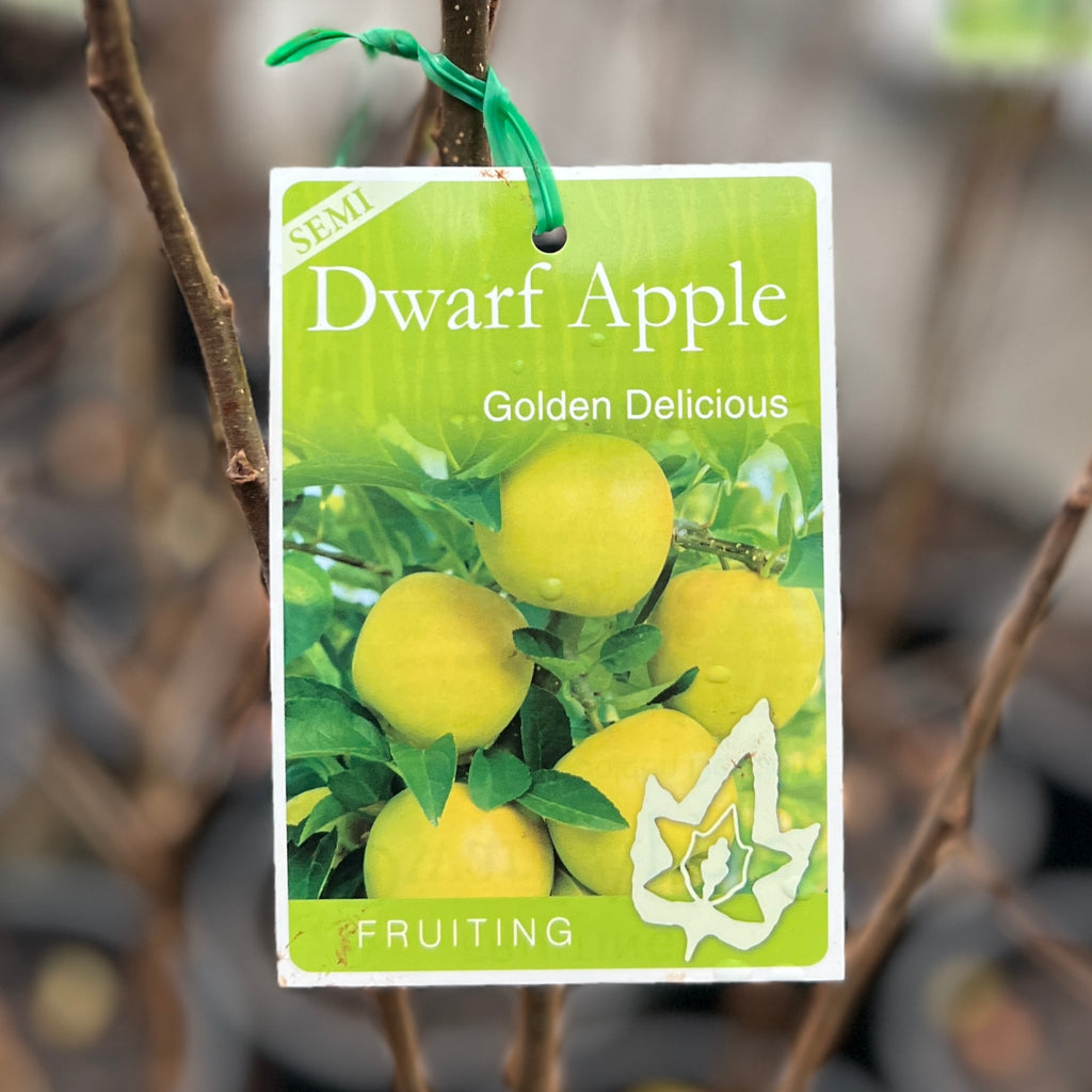 Apple Semi Dwarf Golden Delicious