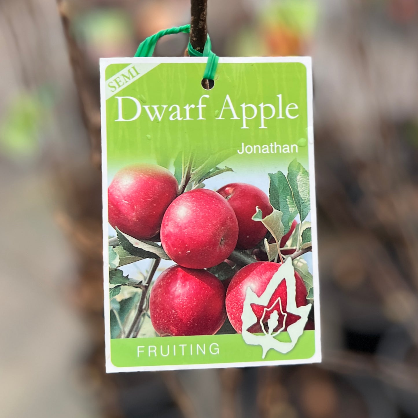 Apple Semi Dwarf Jonathan