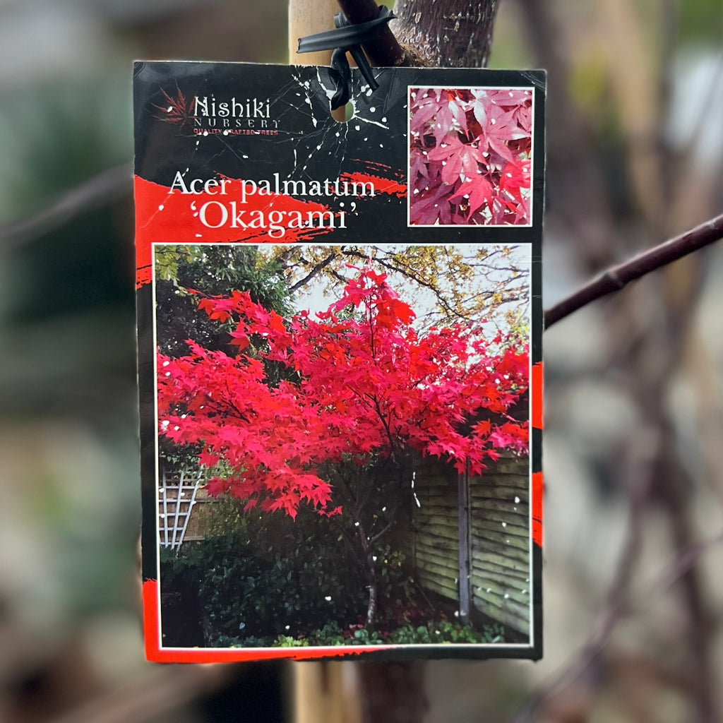 Acer Okagami - 40cm Pot