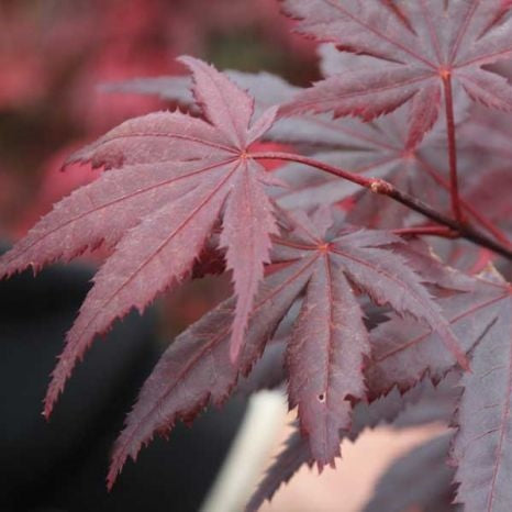 Acer Okagami - 40cm Pot