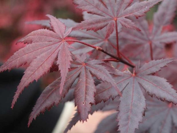 Acer Okagami - 40cm Pot