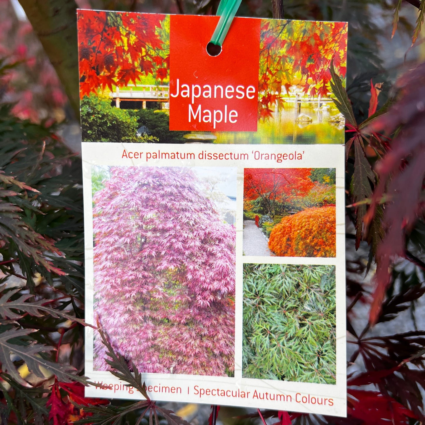 Acer Orangeola - 40cm Pot