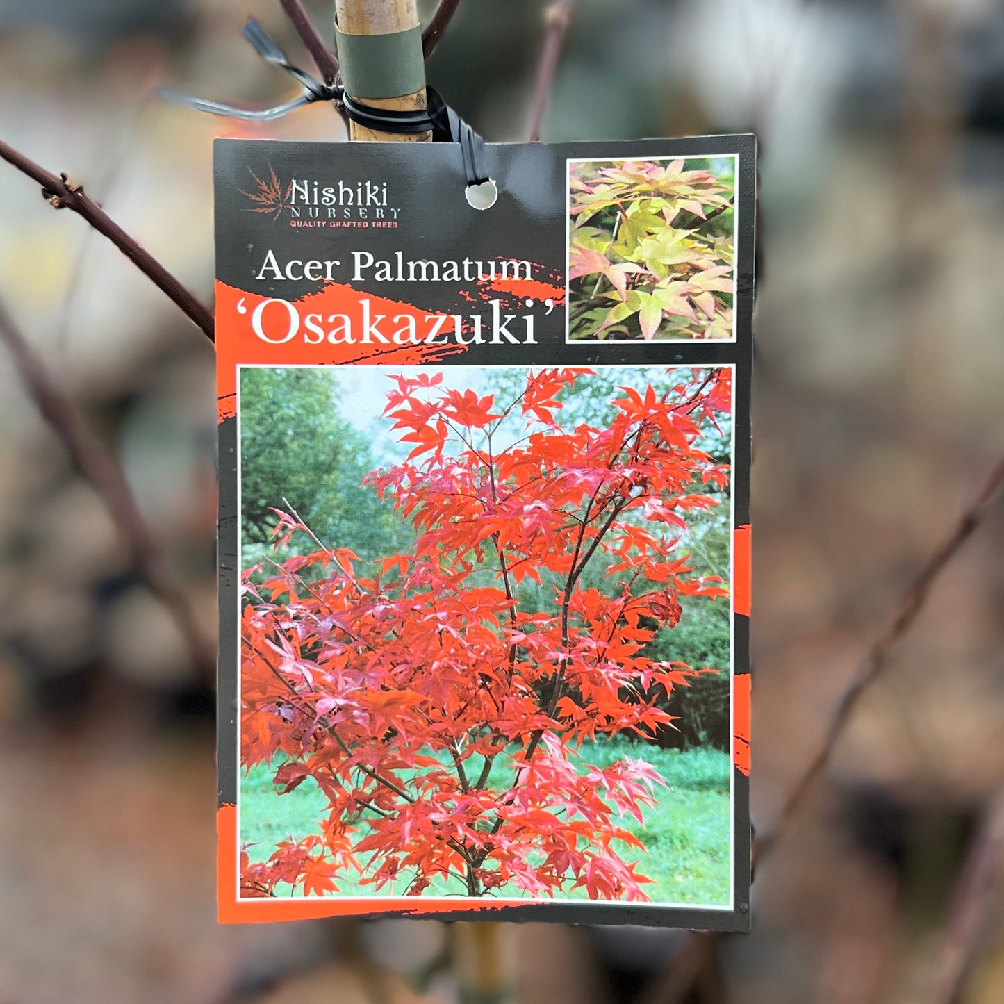 Acer Palmatum Osakazuki - 30cm Pot