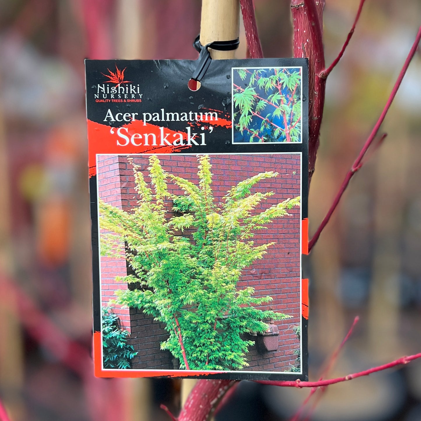 Acer Senkaki Coral Bark - 50cm Pot