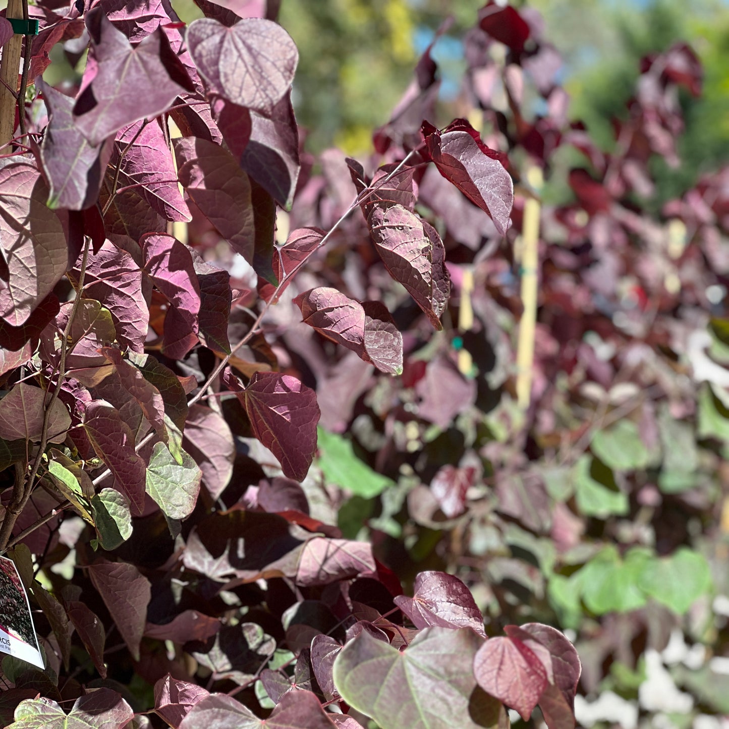 Cercis Forest Pansy - 25cm Pot