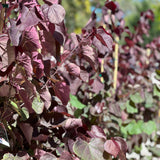 Cercis Forest Pansy - 25cm Pot