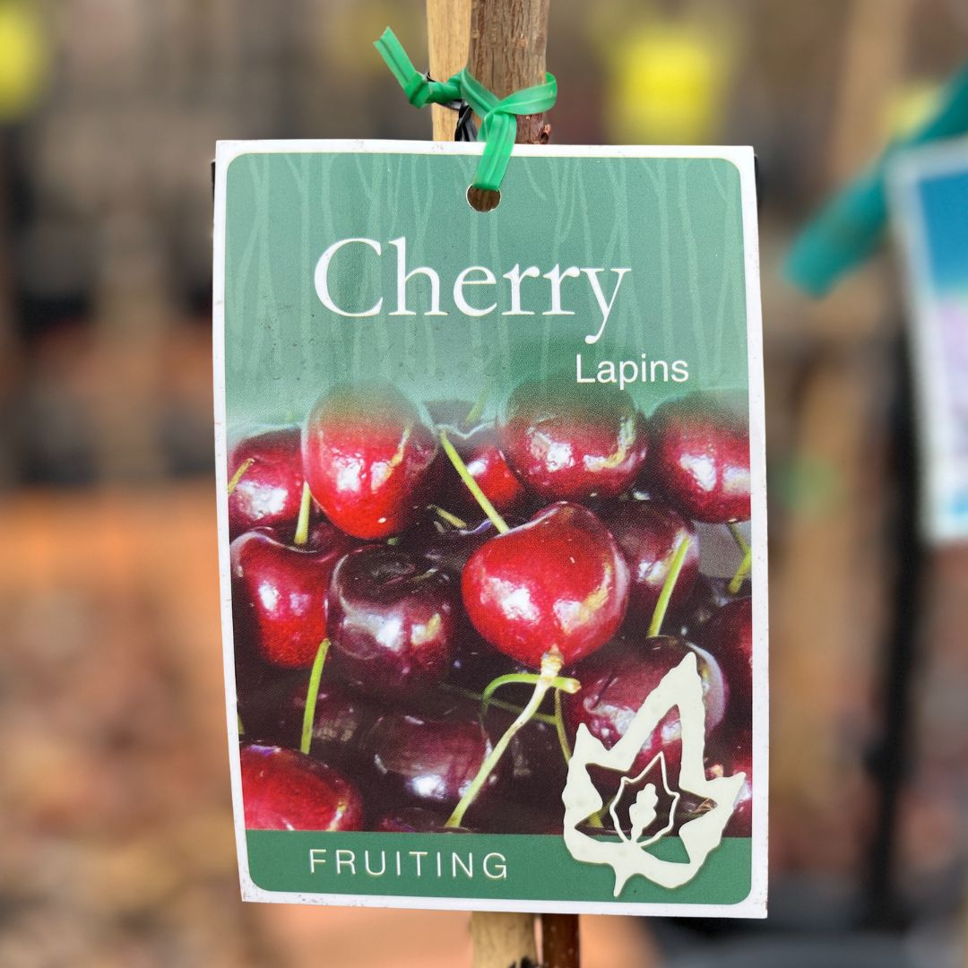 Cherry Lapins