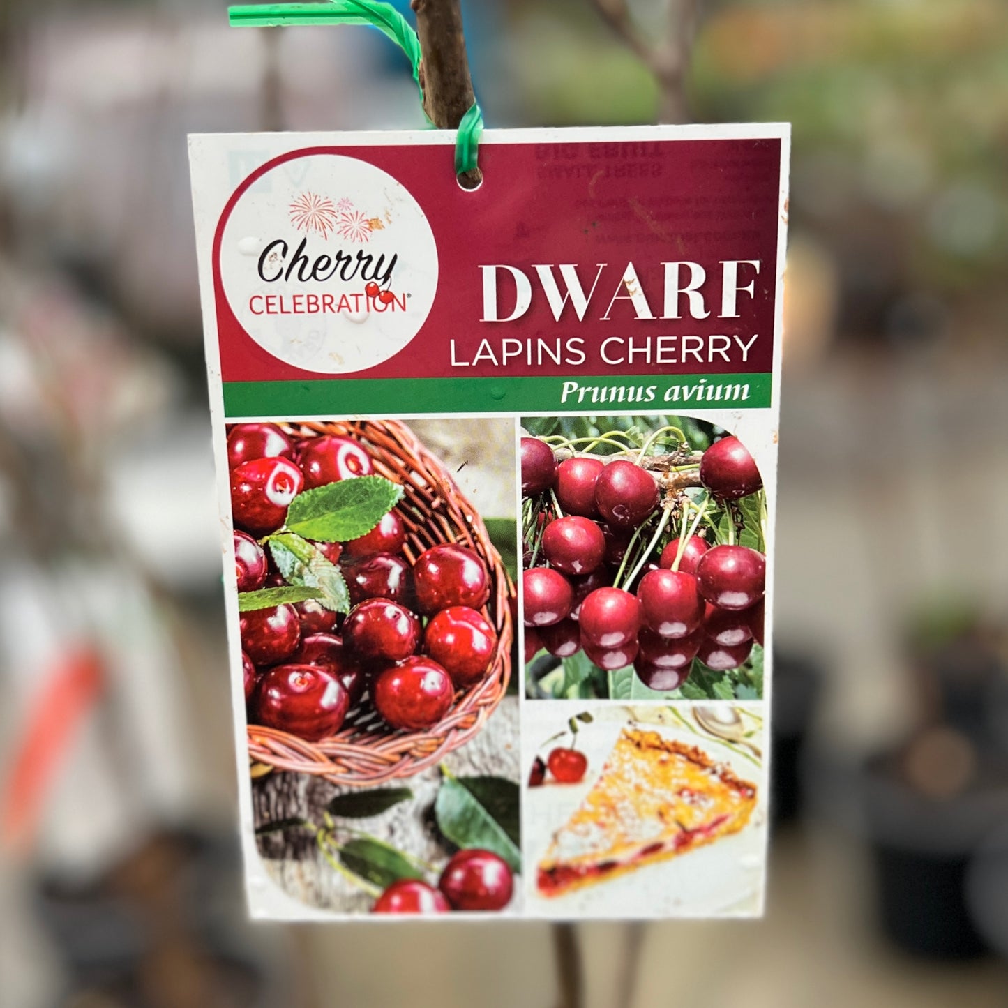 Cherry Lapins Dwarf