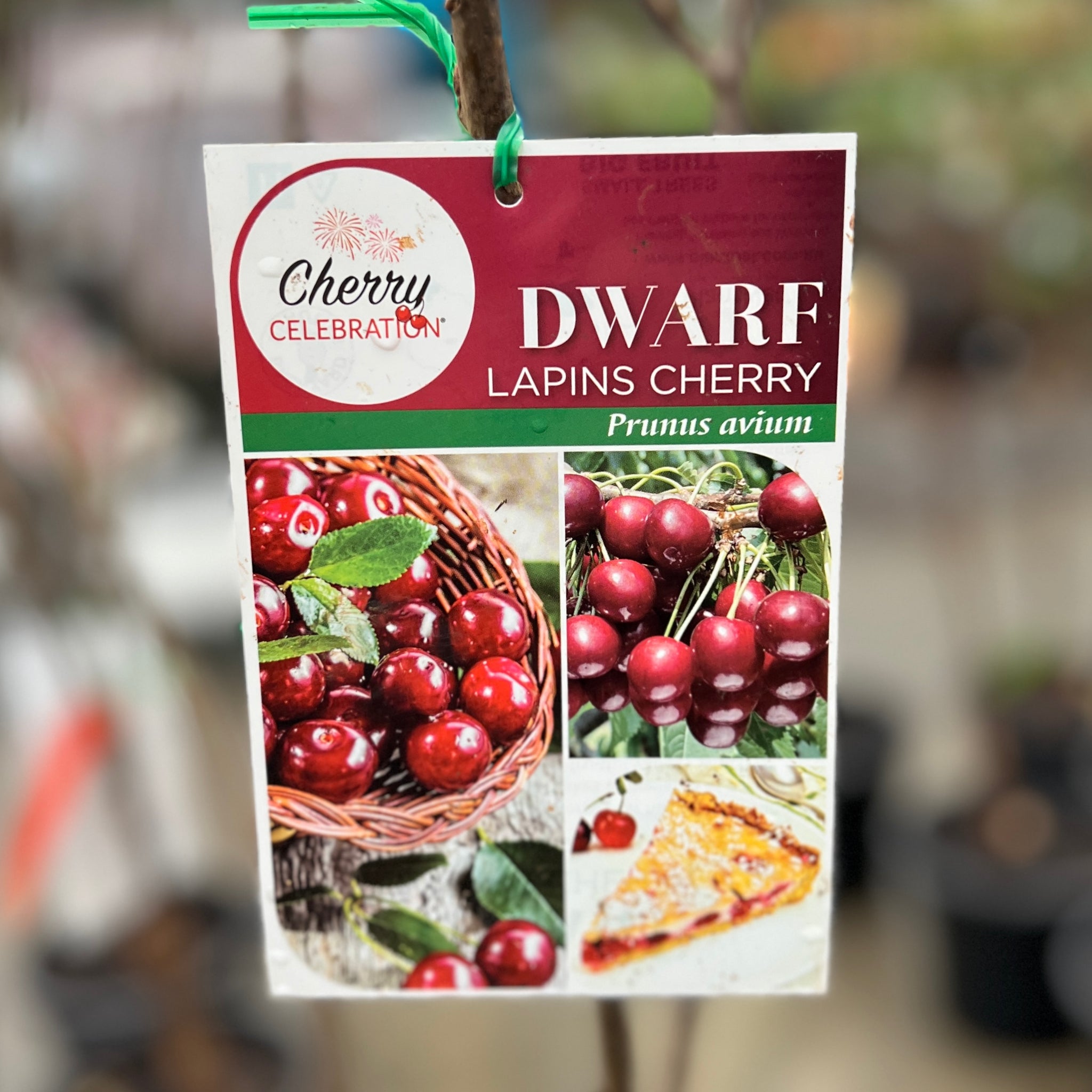 Cherry Lapins Dwarf