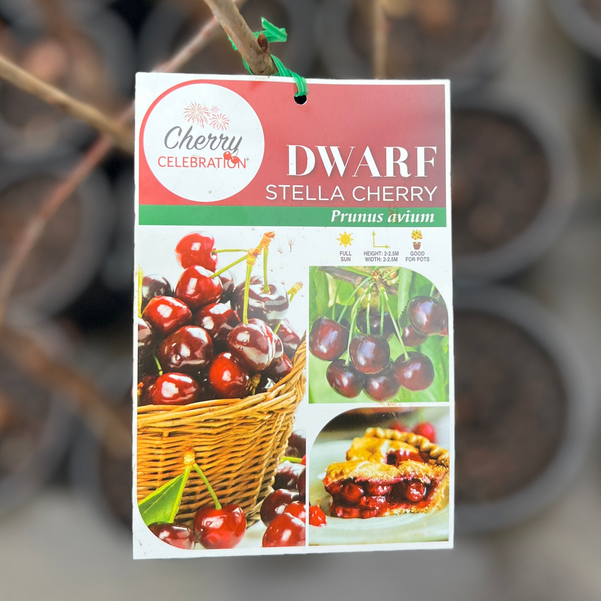Cherry Stella Dwarf