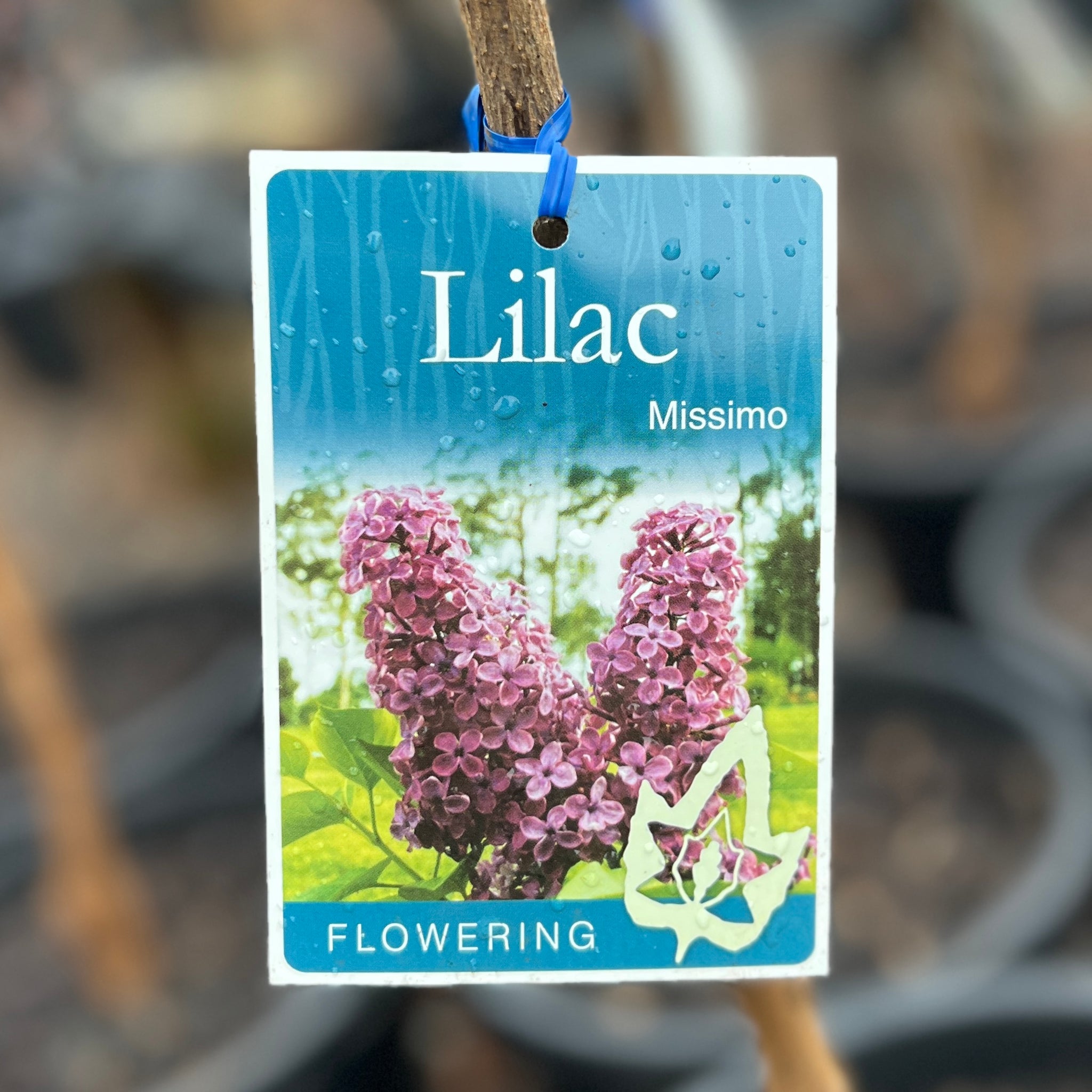 Lilac Missimo